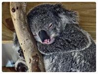 Koala1